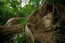 Buena Vista Lodge & Adventure Гуанакасте Экстерьер фото